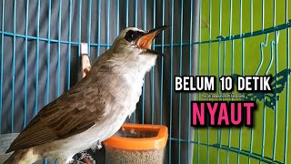 Download lagu trucukan gacor ROPEL PANJANG buat pancingan trucukan agar bunyi JADIKAN burung trucuk gacor NYAUT mp3 Download lagu trucukan gacor ROPEL PANJANG buat pancingan trucukan agar bunyi JADIKAN burung trucuk gacor NYAUT mp3