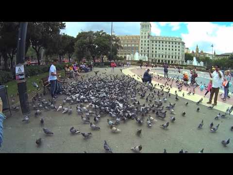 Pombo, Placa Catalunya, Barcelona, ​​​​​​​​​​​Catalunha, Espanha 2014 HD