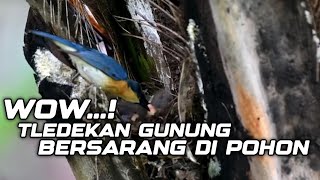 Download lagu 🔴SARANG TLEDEKAN GUNUNG DI POHON-INDUKAN SEDANG MELOLOH ANAKAN NYA mp3