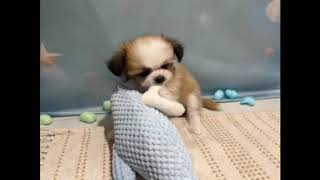 ハーフ犬の動画01
