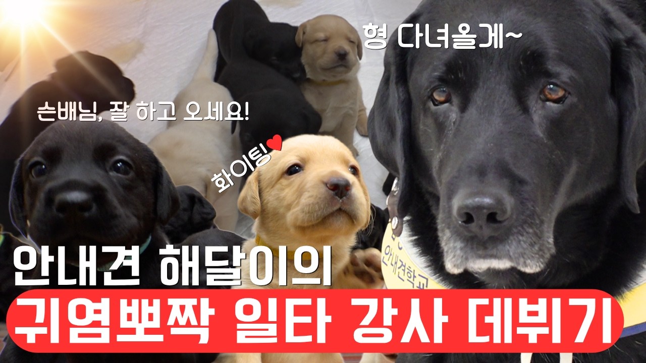 시각장애인 안내견은 어떻게 지낼까?