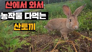 농장채소 다털어먹는 산토끼 잡아서 양봉장 근처에 풀어주기