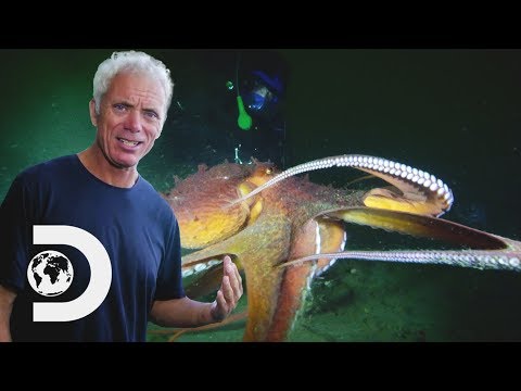 ジェレミーは青い穴のLuscaモンスターを見つけたかもしれない｜リバーモンスターズ (Jeremy May Have Found The Lusca Monster Of The Blue Holes | River Monsters)
