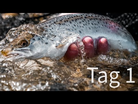 Tag 1 - Meerforellenangeln auf Fünen - Kein Schneider