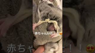 フクロモモンガのユキちゃん♀のお腹が大きいから赤ちゃん⁉️後編#フクロモモンガ #赤ちゃん #可愛い #感動