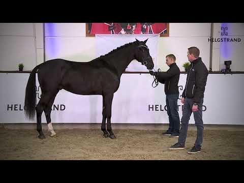 Franzé by Franklin / Sezuan – stallion born 2018 (ENG)