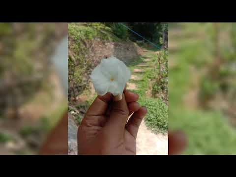 beautiful flower. 🌼🌺🌺