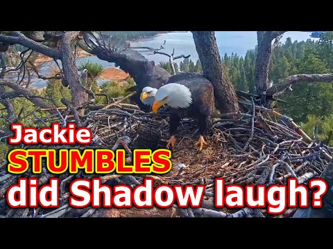 Jackie Stumbles, Did Shadow Just Laugh? | Day-1 of Egg #1 @FOBBVCAM