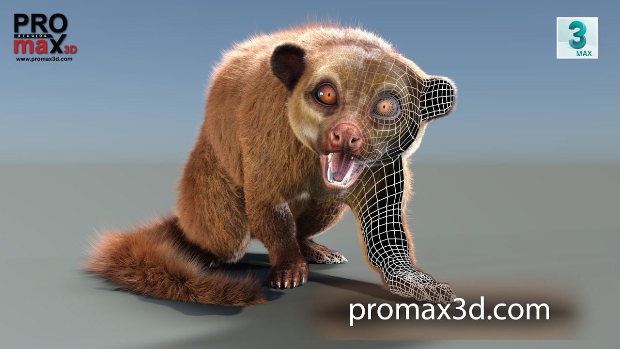 Rigged Kinkajou Fur 3D Model