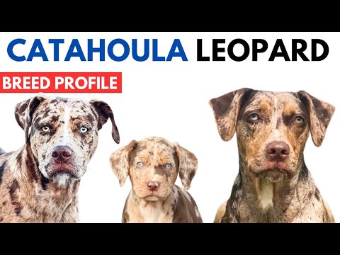 Catahoula Leopard Dog Breed Profile History - Price - Traits - Catahoula Leopard Grooming Needs