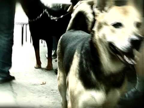 Kalfa - Pour Que Je Brille (Official Music Video)