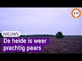 Zo mooi staat de Veluwe in bloei