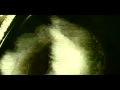 Times New Viking - apart - "2/11 Don't Forget"
