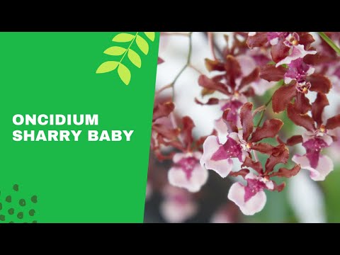 Oncidium Sharry Baby (Orquídea de Chocolate) -  Tips de cuidados