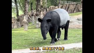 kid fuuny,songs for kids,for kids,baby songsOkolele,oko lele,Oko and Lele,oko lele officail,Oko 5