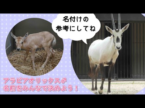 オリックス・ロイコリックス