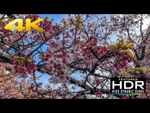 🌸 [4K HDR] Early Cherry Blossoms (Sakura) In Atami | Shizuoka Prefecture