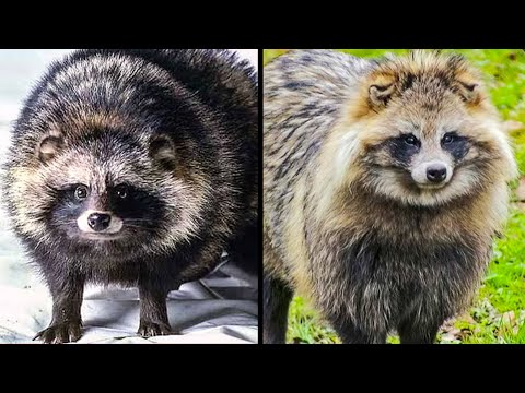 Britain Invaded By Raccoon Dogs