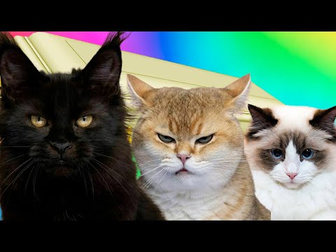 Funny Cute Cats - Coffin Dance Song *PART 4* (COVER)