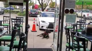 loyal  pitbull waiting outside the restaurant for his owner !!!