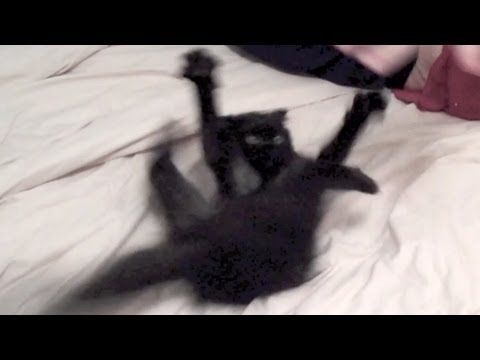 How to calm down a crazy kitteh!