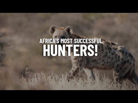 Spotted Hyenas: Africa's Most Successful Hunters