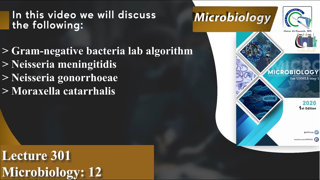 Neisseria meningitidis | Neisseria gonorrhoeae | Moraxella catarrhalis