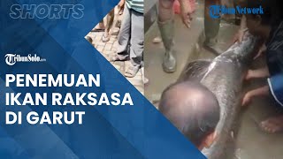 Viral Video Penemuan Ikan Raksasa di Garut seusai Banjir, Sebaiknya Langsung Dimusnahkan