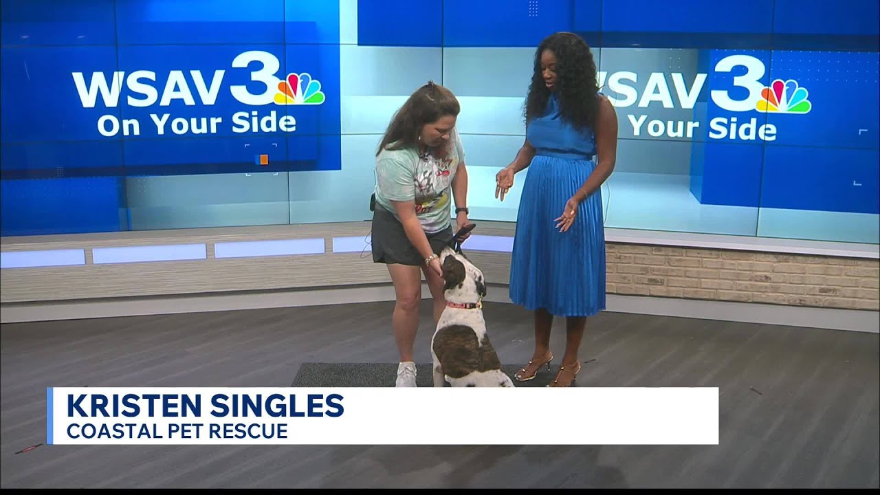 Luna, a Adoptable mixed breed in Savannah, GA video 6/6