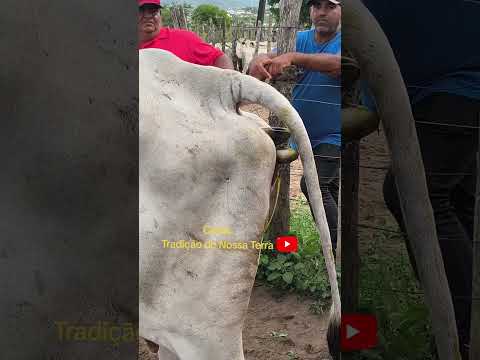 VACA NELORE ENTRANDO EM SERVIÇO DE PARTO NA FEIRA DO GADO DE GUARABIRA - PB.