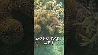 石垣島でダイビングしてきた！ウミガメやカクレクマノミ、ウミヘビ見れて楽しかった！