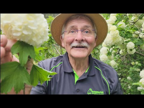 60 Seconds with John: Snowball Tree Viburnum Opulus Sterile