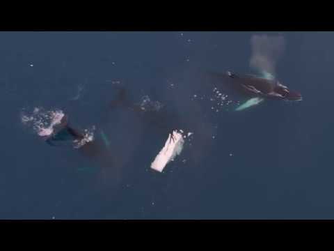 #1 Wir sind Entdecker: Mitten im Eismeer!