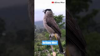 Download lagu Kutilang Ribut Memanggil Lawan #kutilangribut mp3