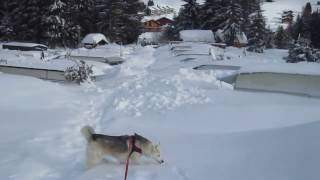 preview picture of video 'Ski-chien 87: le chat du camping enfoui sous la neige'