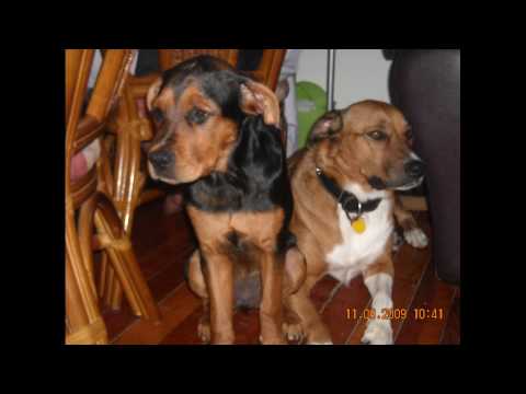 Drette Din Dents SIr Pathétik