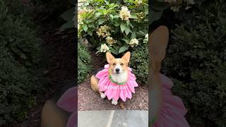 The best part of life is dogs ❤️ #corgi #doglove #corgilife #doglife