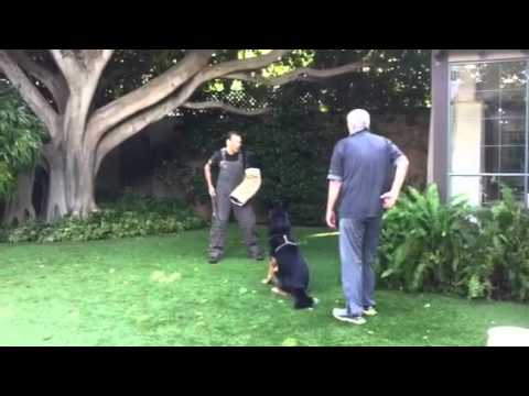 Duke Dog Training / Coaching video.