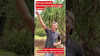 Download lagu merpati terbang bawa kamera, hasilnya luar biasa#viral #video #videoshort mp3