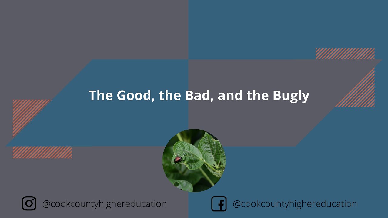 The Good, the Bad, and the Bugly
