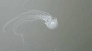 preview picture of video 'Jellyfish Swimming Near Outer Banks'