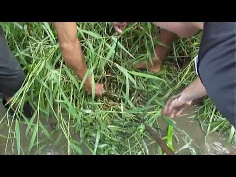 Spearing eel in Fiji