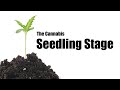 What To Do During The Cannabis Seedling Stage