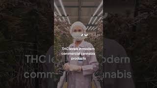 Modern THC Anxiety vs 70s Weed — The CBD Ratio Science Explained | Terpchild
