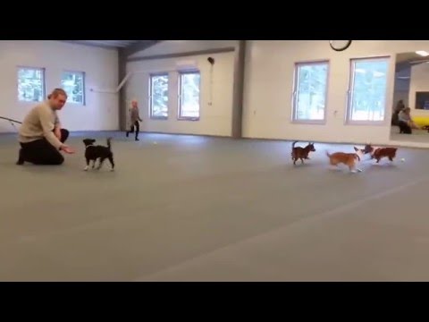 Playdate Podengo in sweden Hundhallen i Älta