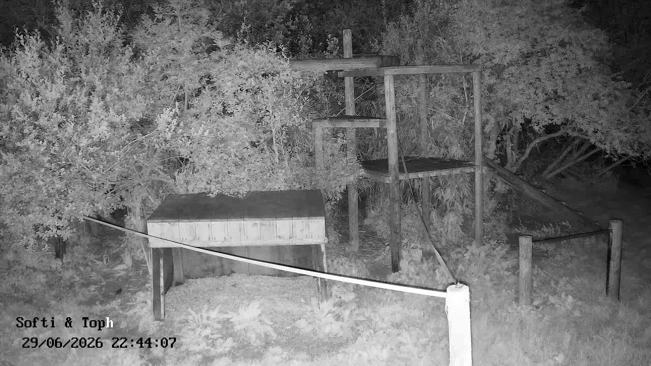 Live webcam view of Cámara de leones Softi y Toph