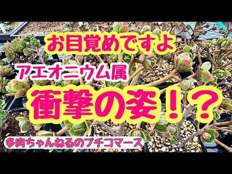 アエオニウム・キウイ、アエオニウム・キウイオニウム、アエオニウム・ハオルティ「キウイ」
