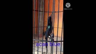 Download lagu king konin isian pelatuk beras cocok untuk masteran murai batu mp3