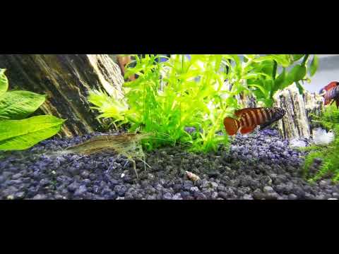 Schwangere Amano Garnele wird von neugierigen Dario Black Tiger beobachtet