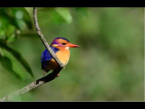 Go On a Birding Trip Around Port Alfred